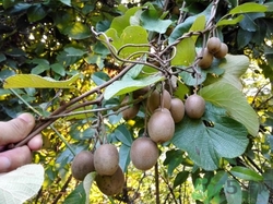 孕婦可以吃野生獼猴桃嗎?孕婦吃野生獼猴桃好嗎 孕婦可以吃野生獼猴桃嗎?孕婦吃野生獼猴桃好嗎