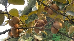 孕婦可以吃野生獼猴桃嗎?孕婦吃野生獼猴桃好嗎 孕婦可以吃野生獼猴桃嗎?孕婦吃野生獼猴桃好嗎