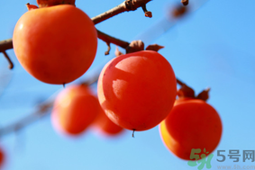 柿子一天最多吃幾個？柿子一次能吃幾個？