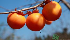 柿子一天最多吃幾個？柿子一次能吃幾個？