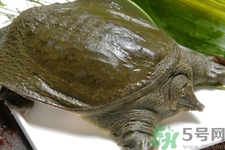 甲魚(yú)怎么吃最有營(yíng)養(yǎng)？甲魚(yú)怎么吃最補(bǔ)身體？
