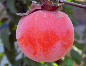 柿子和酸奶能一起吃嗎？柿子和酸奶能一起吃會(huì)中毒嗎？