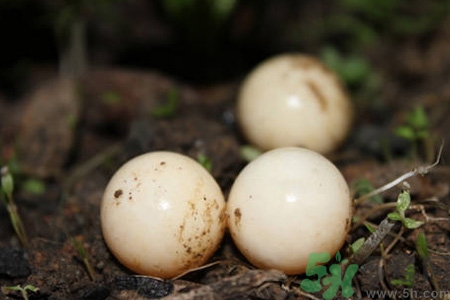 小孩能吃甲魚嗎？小孩能吃甲魚蛋嗎？