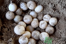 小孩能吃甲魚嗎？小孩能吃甲魚蛋嗎？