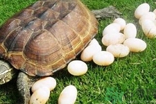 小孩能吃甲魚嗎？小孩能吃甲魚蛋嗎？