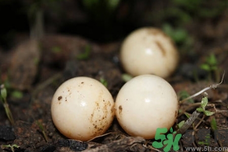 甲魚蛋多少錢一斤？甲魚蛋多少錢一個？