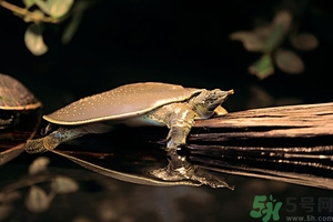 野生甲魚(yú)和養(yǎng)殖甲魚(yú)哪個(gè)好?野生甲魚(yú)和養(yǎng)殖甲魚(yú)的區(qū)別 野生甲魚(yú)和養(yǎng)殖甲魚(yú)哪個(gè)好?野生甲魚(yú)和養(yǎng)殖甲魚(yú)的區(qū)別
