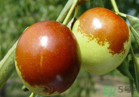 鮮棗怎么蒸？鮮棗蒸多長(zhǎng)時(shí)間？