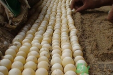 甲魚蛋怎么保存？甲魚蛋可以放冰箱嗎？