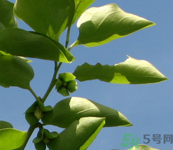 柿子葉怎么去斑？柿子葉祛斑偏方