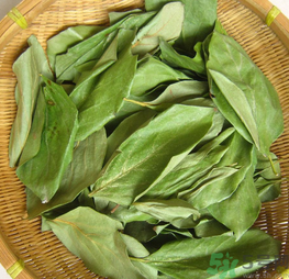 柿子葉怎么去斑？柿子葉祛斑偏方