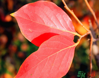 柿子葉能治糖尿病嗎？柿子葉茶能降血糖嗎？