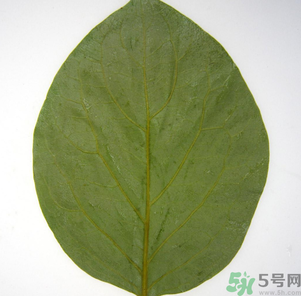 柿子葉能治糖尿病嗎？柿子葉茶能降血糖嗎？