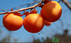 吃完柿子可以喝牛奶嗎？吃完柿子多久可以喝牛奶？