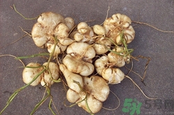 涼薯可以生吃嗎?涼薯生吃好還是熟吃好 涼薯可以生吃嗎?涼薯生吃好還是熟吃好