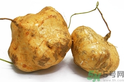 涼薯可以生吃嗎?涼薯生吃好還是熟吃好 涼薯可以生吃嗎?涼薯生吃好還是熟吃好