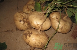 涼薯可以生吃嗎?涼薯生吃好還是熟吃好 涼薯可以生吃嗎?涼薯生吃好還是熟吃好