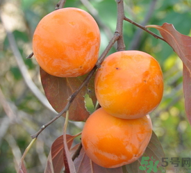 女人吃柿子有什么好處？女人吃柿子好嗎？