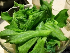 冰菜的營養(yǎng)價(jià)值 冰菜的功效與作用 冰菜的營養(yǎng)價(jià)值 冰菜的功效與作用