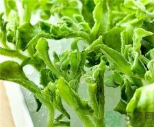 冰菜的營養(yǎng)價(jià)值 冰菜的功效與作用 冰菜的營養(yǎng)價(jià)值 冰菜的功效與作用