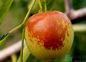 坐月子可以吃鮮棗嗎？產(chǎn)婦可以吃鮮棗嗎？