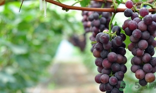 葡萄酒起白沫是怎么回事？葡萄酒起白沫怎么辦？