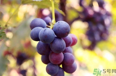 葡萄酒保質(zhì)期是多久？葡萄酒過期了能喝嗎？