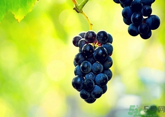 葡萄酒保質(zhì)期是多久？葡萄酒過期了能喝嗎？