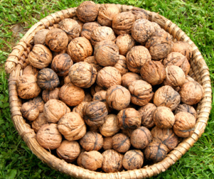 核桃受潮了怎么辦？核桃受潮了能吃嗎？