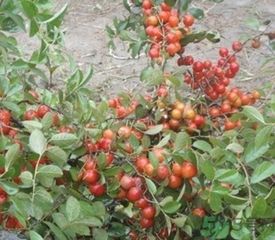 鈣果多少錢一斤？鈣果的營養(yǎng)價值功效作用