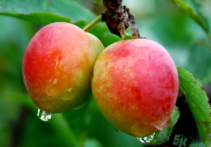 鈣果多少錢一斤？鈣果的營養(yǎng)價值功效作用