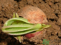 新鮮花生發(fā)芽能吃嗎？發(fā)芽的花生能吃嗎？