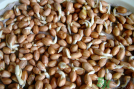 新鮮花生發(fā)芽能吃嗎？發(fā)芽的花生能吃嗎？