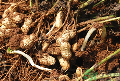 新鮮花生發(fā)芽能吃嗎？發(fā)芽的花生能吃嗎？