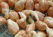 新鮮花生發(fā)芽能吃嗎？發(fā)芽的花生能吃嗎？