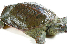 喝甲魚血能治陽痿嗎？甲魚血能喝嗎？