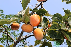 吃柿子嘴澀怎么辦？柿子怎么去澀？