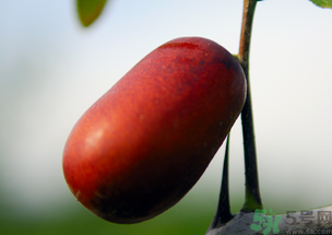 鮮棗能和橘子一起吃嗎？橘子和棗子能一起吃嗎？