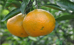 鮮棗能和橘子一起吃嗎？橘子和棗子能一起吃嗎？