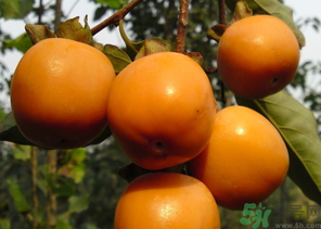 寶寶可以吃柿子嗎？寶寶能柿子嗎？