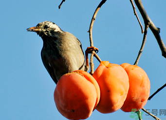 吃柿子會(huì)過敏嗎？過敏可以吃柿子嗎？