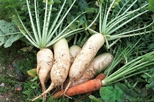 冬天吃白蘿卜好嗎？冬天怎么吃白蘿卜最好？