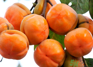 吃柿子會(huì)得結(jié)石嗎？吃柿子會(huì)結(jié)石嗎？