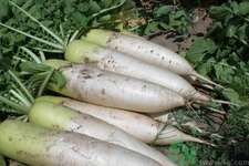 白蘿卜變藍能吃嗎？白蘿卜為什么會變色？