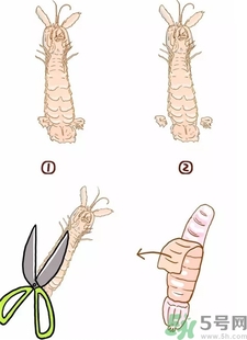 皮皮蝦扎手有毒嗎?被皮皮蝦扎手怎么處理? 皮皮蝦扎手有毒嗎?被皮皮蝦扎手怎么處理?