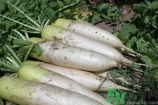 白蘿卜和什么相克？白蘿卜不能和什么一起吃？