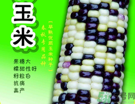 彩色玉米是轉(zhuǎn)基因嗎？彩色玉米能吃嗎？