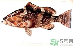 吃石斑魚會(huì)中毒嗎?石斑魚怎么處理 吃石斑魚會(huì)中毒嗎?石斑魚怎么處理