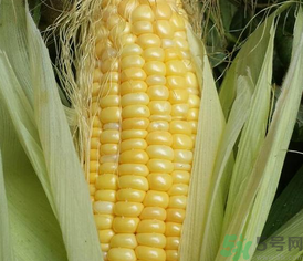 新鮮玉米可以冷凍嗎？新鮮玉米能放冷凍嗎？