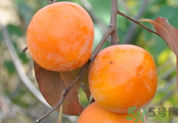 哺乳期可以吃柿子嗎？哺乳期能吃柿子嗎？